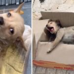 Poor Puppy Kept Crying In Agony, Unable To Stand Or Walk, Lied Hopelessly In A Box…