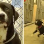 The dog on death row realizes he’s been adopted and literally jumps for joy, expressing his immense happiness and gratitude for finding a loving home