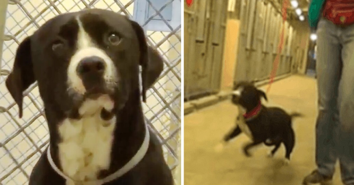 The dog on death row realizes he’s been adopted and literally jumps for joy, expressing his immense happiness and gratitude for finding a loving home