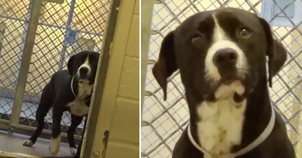 Death Row Dog ‘Freaks Out’ When He Realizes He’s Being Adopted Into a New Loving Family