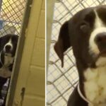 Death Row Dog ‘Freaks Out’ When He Realizes He’s Being Adopted Into a New Loving Family