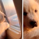 Video of this pup enjoying his first flight in a window seat will brighten your day