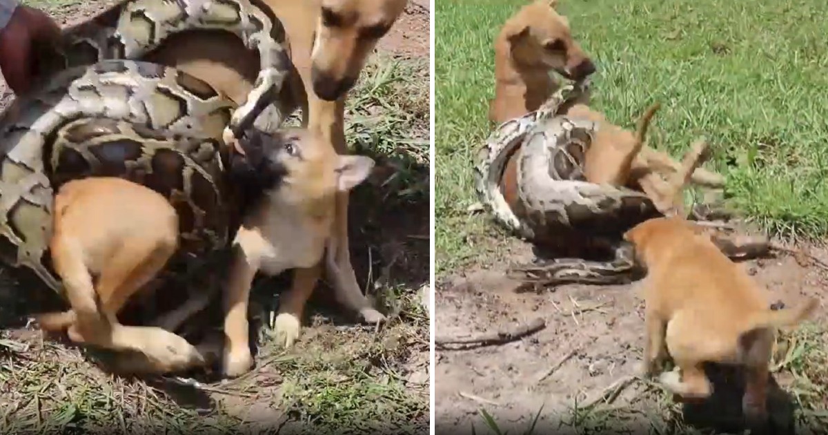 Brave Puppy Screams for Help and Fights to Save Mother Dog from Giant Python Attack