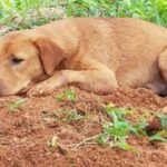 Puppy refuses to leave the grave of his run over little brother and the whole town mourns his departure