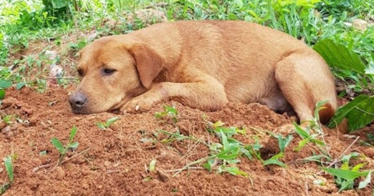 Puppy refuses to leave the grave of his run over little brother and the whole town mourns his departure