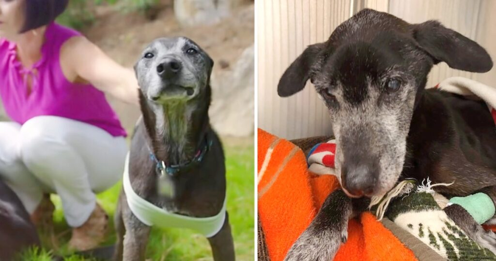 Old & Sad Dog Turn Into The Happiest Puppy In His Forever Home