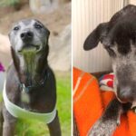 Old & Sad Dog Turn Into The Happiest Puppy In His Forever Home