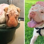 Neglected Dog For Years At Shelter Shows Amazing Transformation When She Feels Love