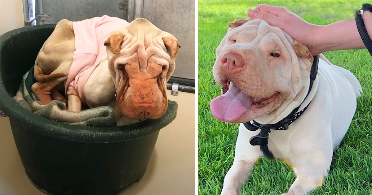 Neglected Dog For Years At Shelter Shows Amazing Transformation When She Feels Love