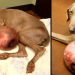 Weimaraner with Gigantic 12-pound Tumor Saved By Rescue