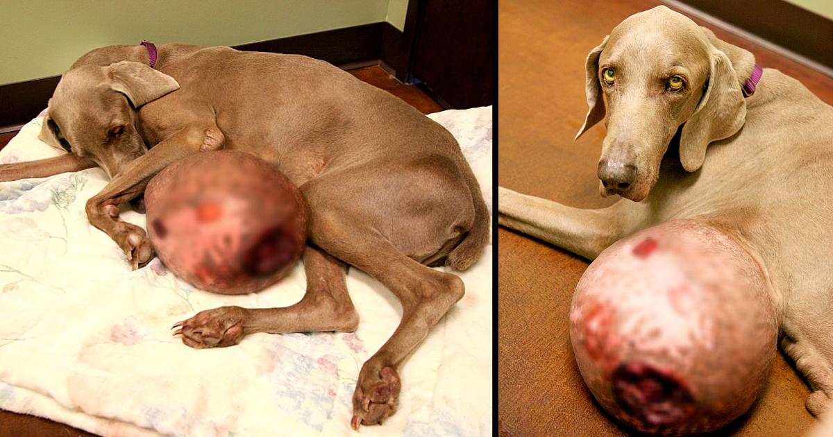 Weimaraner with Gigantic 12-pound Tumor Saved By Rescue