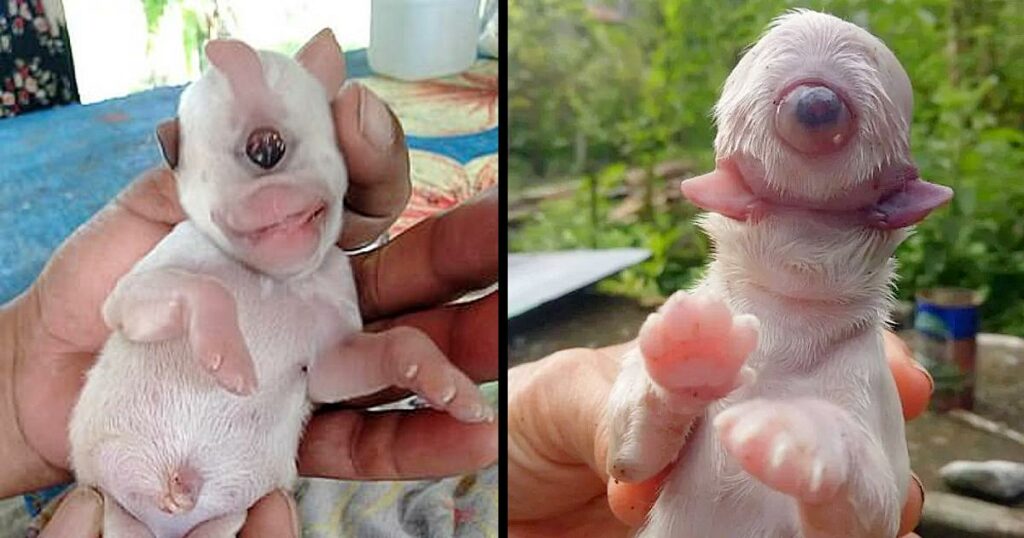 When puppies are born with just one eye, it is seen as a lucky sign