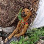 He Laid Dying, Stuck On Side Of Road But Soon His Past Would No Longer Haunt Him