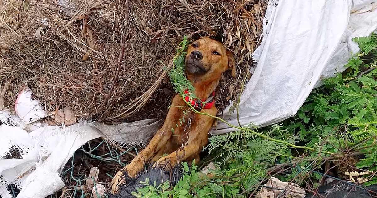 He Laid Dying, Stuck On Side Of Road But Soon His Past Would No Longer Haunt Him