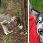 Terrified Siberian Husky Forced to Eat Rocks and Branches to Stay Alive and Is Clearly Depressed