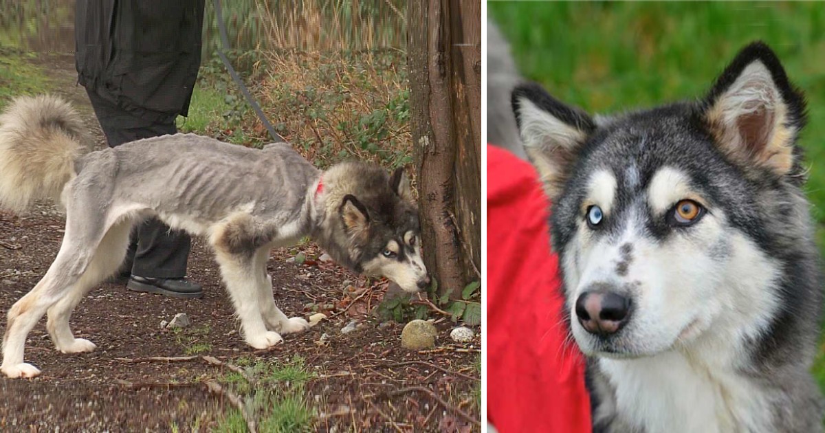 Terrified Siberian Husky Forced to Eat Rocks and Branches to Stay Alive and Is Clearly Depressed