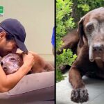 With Ache In His Heart Man Collapses After Watching His Senior Dog Closing Eyes Forever