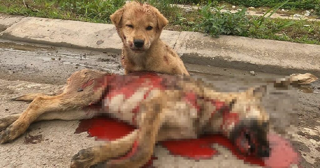 With Sad Eyes He Was Waiting For Help While His Mother Was Dying In Front Of Him