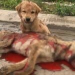 With Sad Eyes He Was Waiting For Help While His Mother Was Dying In Front Of Him