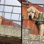 With the saddest look and his bones in sight, dog spent his days stuck on the roof of a house