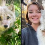 Woman sees elderly and blind Arctic fox dumped in dog shelter and jumps to save him