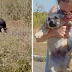 Mom Turned Back To Get 1 Last Look At Her Babies And Wished Them A ‘Happy Life’