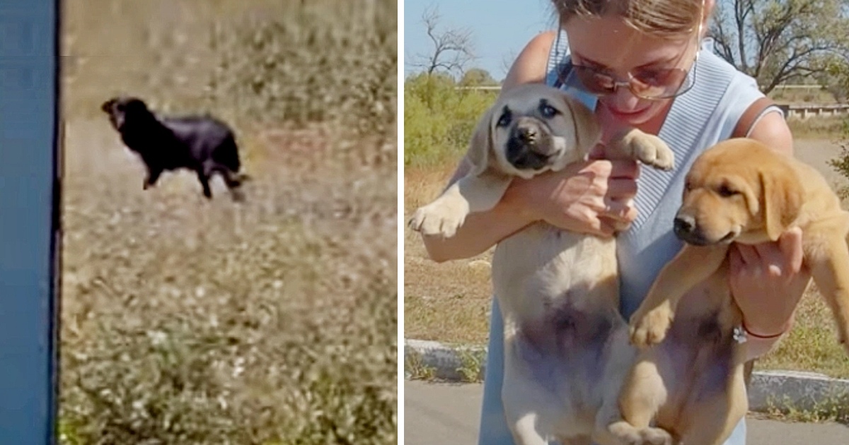 Mom Turned Back To Get 1 Last Look At Her Babies And Wished Them A ‘Happy Life’