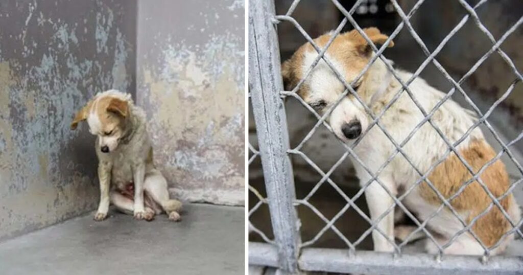 Sad Dog In Shelter Can Barely Lift Her Head To Ask For A Hug