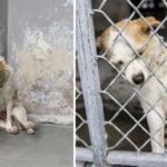 Sad Dog In Shelter Can Barely Lift Her Head To Ask For A Hug