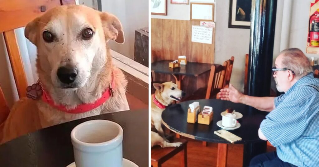 A coffee shop adopted a dog that sits with customers daily, striving to keep them company