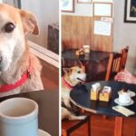 A coffee shop adopted a dog that sits with customers daily, striving to keep them company