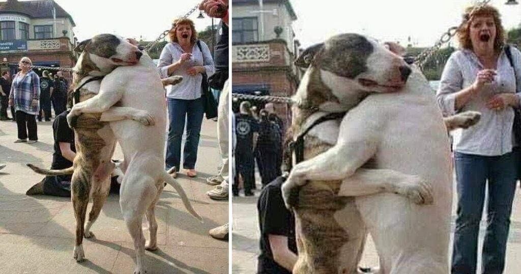 Heartwarming Reunion: Unbreakable Bond of Two Dogs Rediscovered After 7 Years, Evoking Tears of Joy Among Onlookers