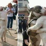 Heartwarming Reunion: Unbreakable Bond of Two Dogs Rediscovered After 7 Years, Evoking Tears of Joy Among Onlookers