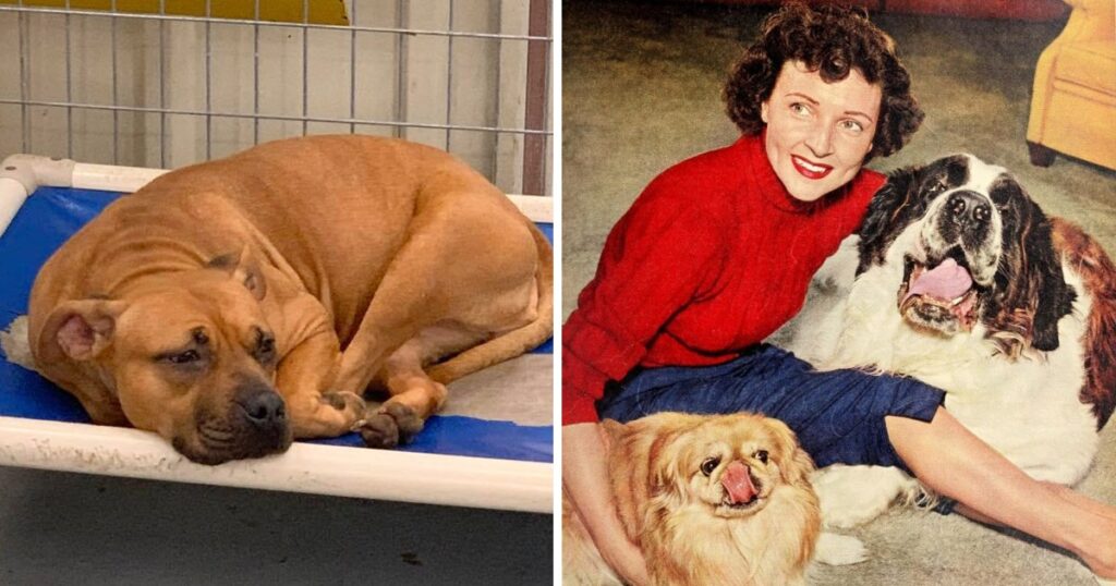 Detroit Dog Rescue Plans To Play “Golden Girls” Theme Song Every Time A Dog Is Adopted As A Tribute To Betty White