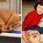 Detroit Dog Rescue Plans To Play “Golden Girls” Theme Song Every Time A Dog Is Adopted As A Tribute To Betty White