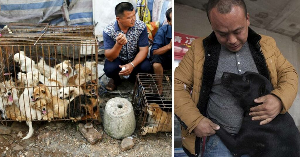 After his beloved dog vanished, a Chinese millionaire spends his entire fortune rescuing stray dogs from the slaughterhouse.