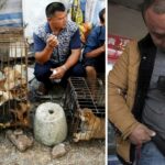 After his beloved dog vanished, a Chinese millionaire spends his entire fortune rescuing stray dogs from the slaughterhouse.