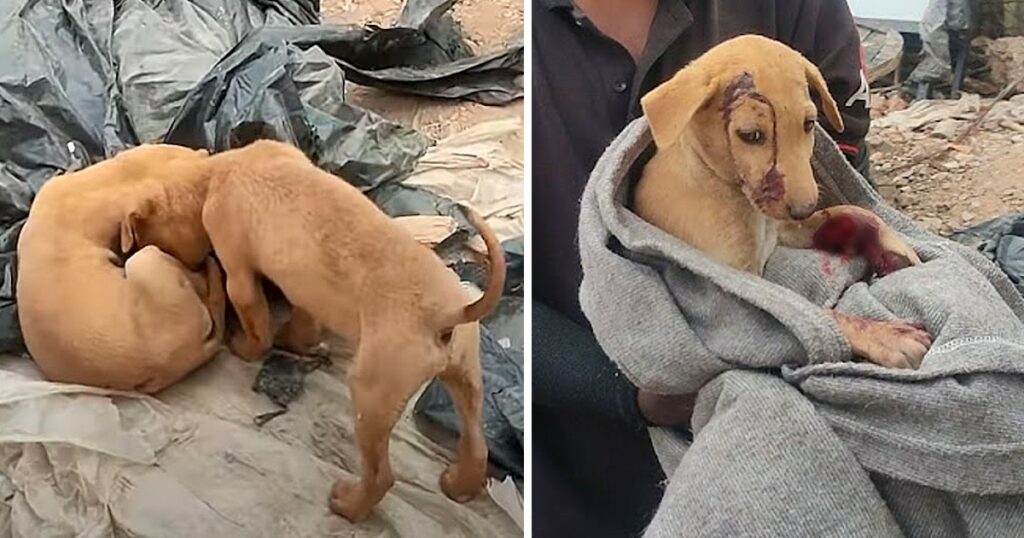 Little Puppy Nudged His Head Near Motionless Brother Wanting Him To Play