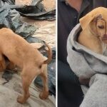 Little Puppy Nudged His Head Near Motionless Brother Wanting Him To Play