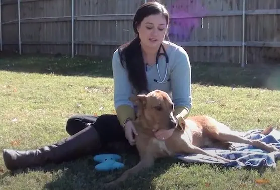 Dog Rescued 5 Minutes Before Euthanasia Now Gives Heartwarming Hugs