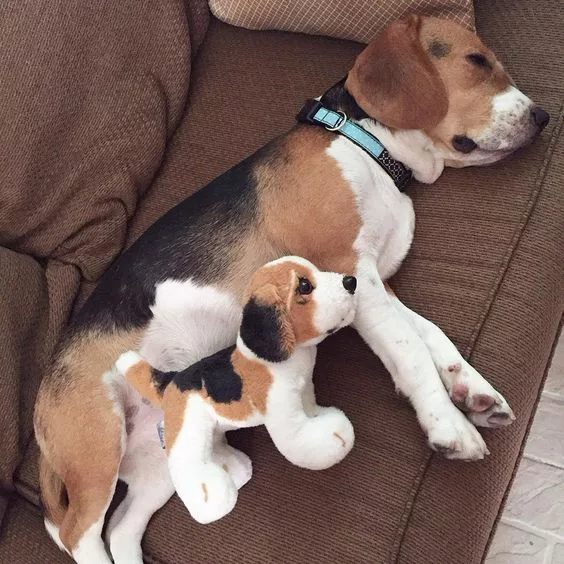 A pair of kindred spirits: Beagle Wraps Arms Around Matching Stuffed Bear Pal in a Warm Embrace