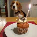 Today is Dica the Beagle’s birthday, but unfortunately, he finds himself alone and feeling dejected as no one has shown up to celebrate with him.