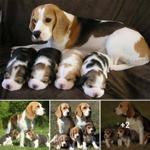 Celebrating Motherhood – Beagle Welcomes Four Beautiful Puppies into the World