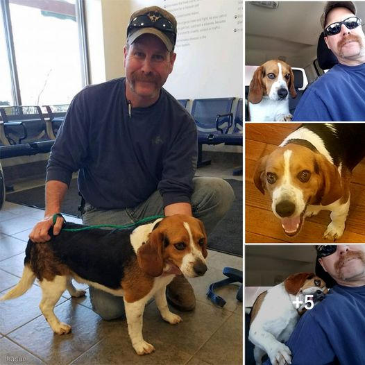 A Touching Moment: Saving a Beagle from Euthanasia and Being Embraced with Gratitude