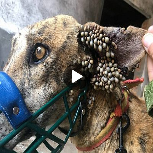 Urgent Rescue Needed: Dog’s Ears Overrun by Ticks in Dire Situation