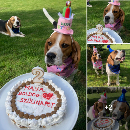 Maya’s Birthday Bash: Honoring My Cherished Beagle