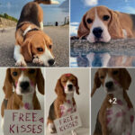 Touching Story: Beagle’s Display of Affection Warms Hearts