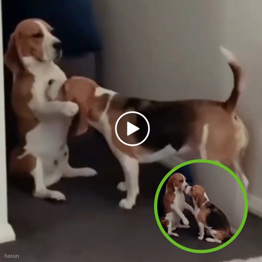 Tender Bond: Beagle Duo Shares Affectionate Moment Behind Wall