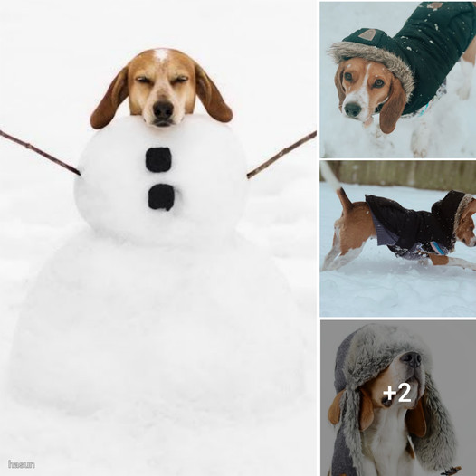 Charming Beagle Frolics in Snow, Sporting a Cozy Sweater!