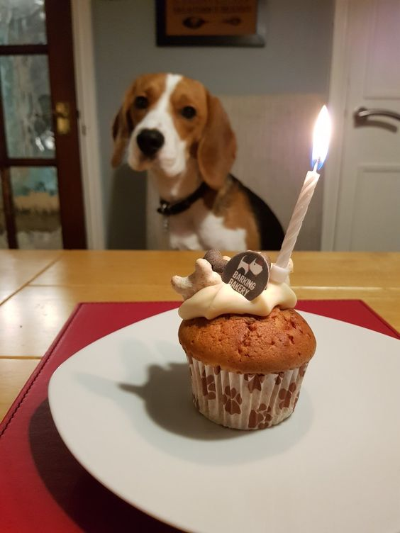 Today is Dica the Beagle’s birthday, but unfortunately, he finds himself alone and feeling dejected as no one has shown up to celebrate with him.